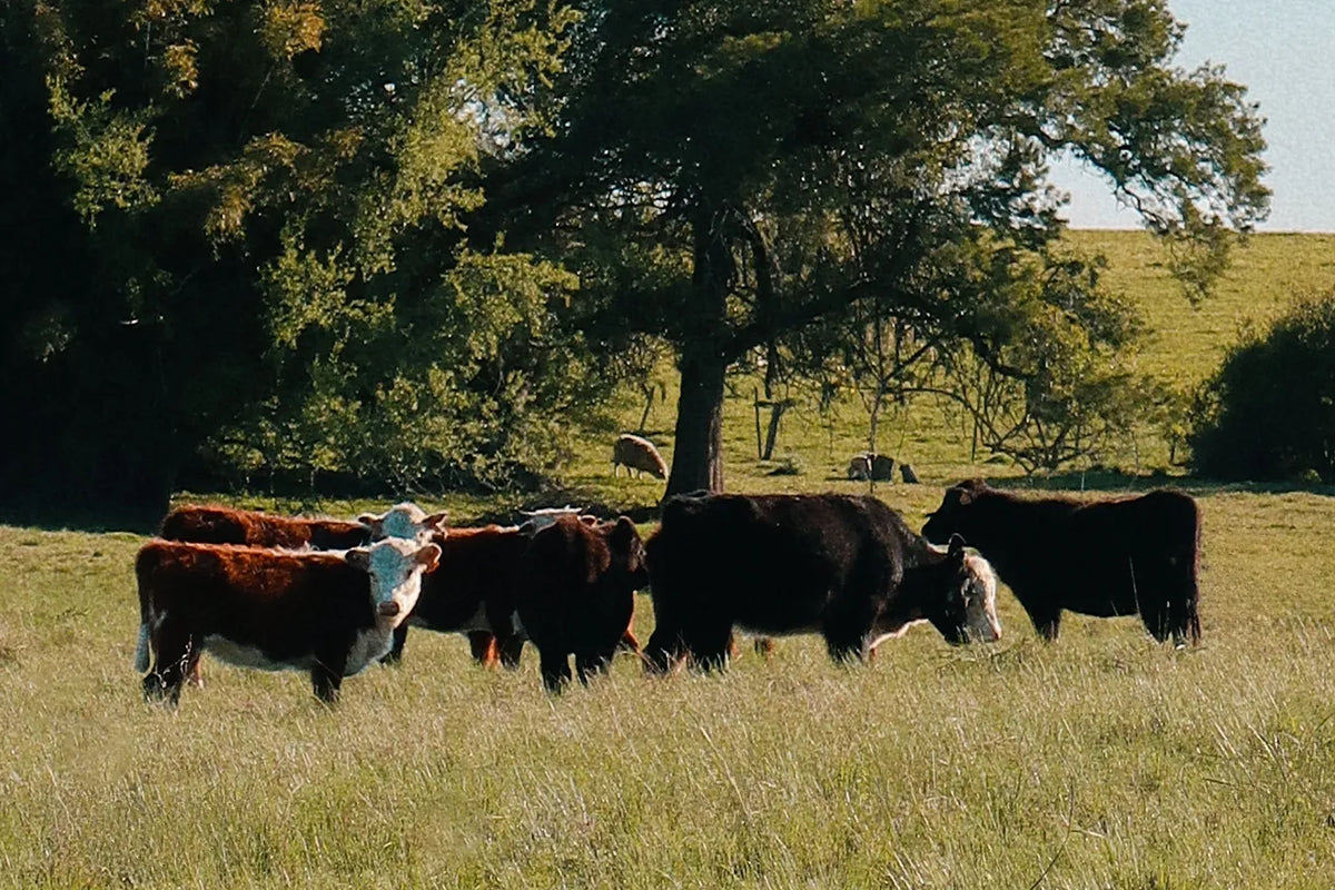 Cattle grazing in a sunlit pasture beneath trees