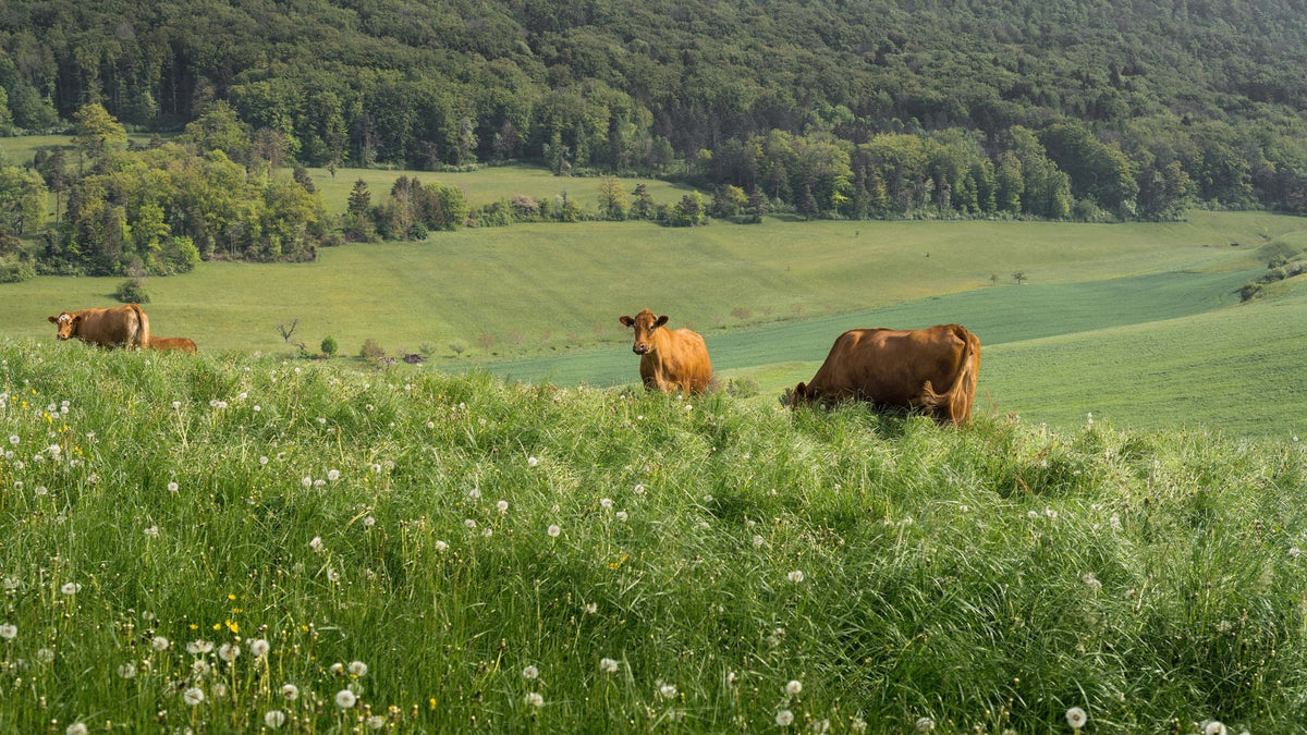 Cattle grazing in a green summer meadow