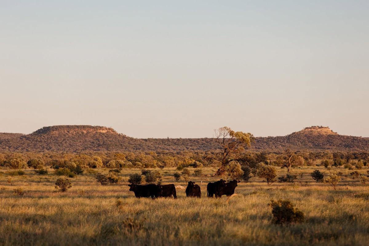 Cattle grazing in a golden grassland landscape